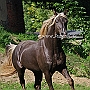 Rocky_ Mountain_ Horse_ 3(100)